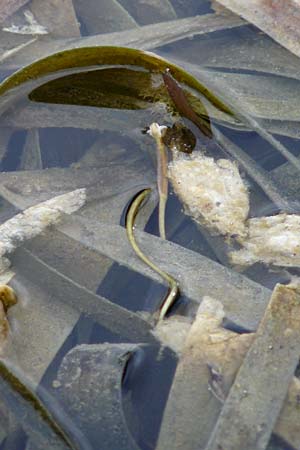 Vallisneria spiralis \ Wasserschraube, D Viernheim 26.9.2016