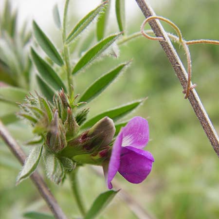 Vicia segetalis \ Korn-Wicke, Getreide-Wicke, D Langgöns 25.4.2015