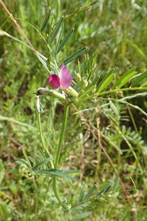 Vicia angustifolia \ Schmalblttrige Futter-Wicke / Narrow-Leaved Vetch, D Großheubach am Main 20.6.2016