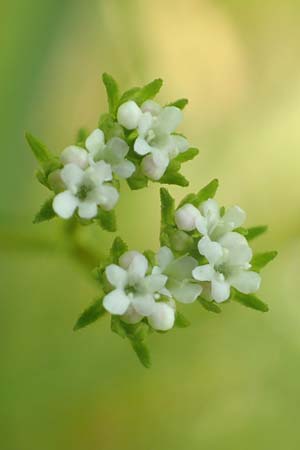 Valerianella rimosa \ Gefurchter Feld-Salat, D Tiefenbronn 26.6.2016