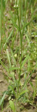 Valerianella rimosa \ Gefurchter Feld-Salat, D Tiefenbronn 26.6.2016