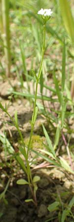 Valerianella rimosa \ Gefurchter Feld-Salat, D Tiefenbronn 26.6.2016