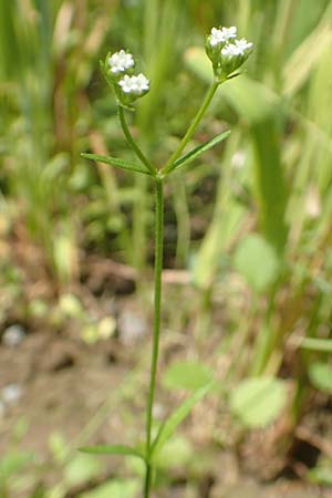 Valerianella rimosa \ Gefurchter Feld-Salat / Broad-Fruited Corn Salad, D Tiefenbronn 26.6.2016