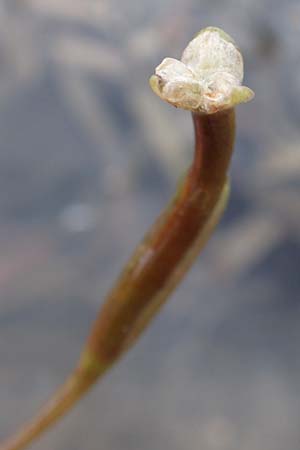 Vallisneria spiralis \ Wasserschraube / Tape Grass, D Viernheim 26.9.2016