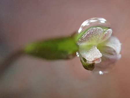 Vallisneria spiralis \ Wasserschraube, D Viernheim 6.10.2017