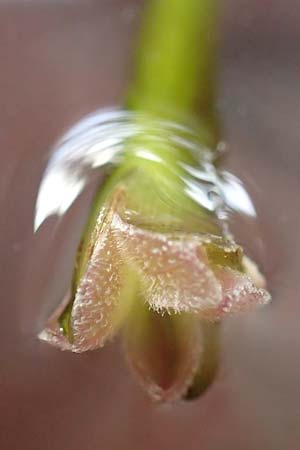 Vallisneria spiralis \ Wasserschraube, D Viernheim 6.10.2017