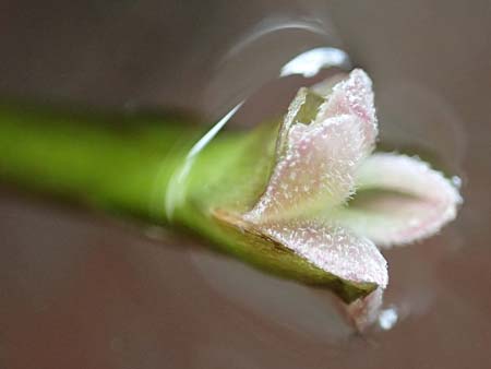 Vallisneria spiralis \ Wasserschraube, D Viernheim 6.10.2017