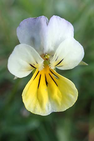 Viola arvensis \ Acker-Stiefmtterchen, D Viernheim 11.4.2018