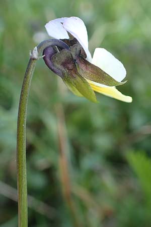 Viola arvensis \ Acker-Stiefmtterchen, D Viernheim 11.4.2018