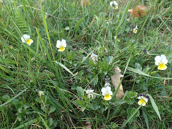 Viola arvensis / Field Pansy, D Viernheim 11.4.2018