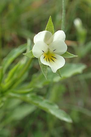 Viola arvensis subsp. megalantha \ Grobltiges Acker-Stiefmtterchen, D Ottorfszell 13.5.2018