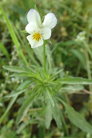 Viola arvensis subsp. megalantha \ Grobltiges Acker-Stiefmtterchen, D Ottorfszell 13.5.2018