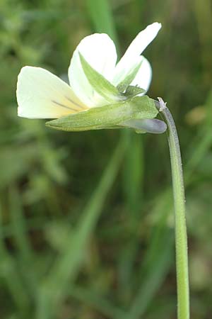 Viola arvensis subsp. megalantha \ Grobltiges Acker-Stiefmtterchen, D Ottorfszell 13.5.2018