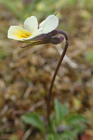 Viola arvensis \ Acker-Stiefmtterchen / Field Pansy, D Herborn 25.4.2019