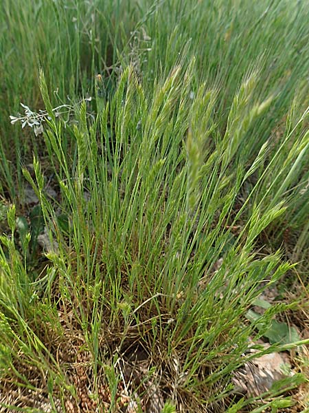 Festuca ambigua \ Atlantischer Federschwingel / Purple Fescue, D Hockenheim 16.5.2020