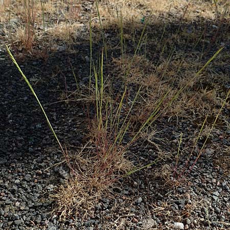 Festuca ambigua \ Atlantischer Federschwingel / Purple Fescue, D Mannheim 1.6.2020