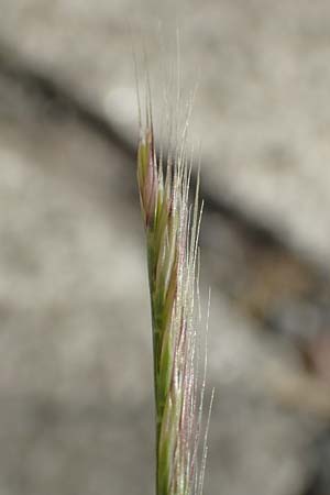 Festuca ambigua \ Atlantischer Federschwingel / Purple Fescue, D Mannheim 1.6.2020