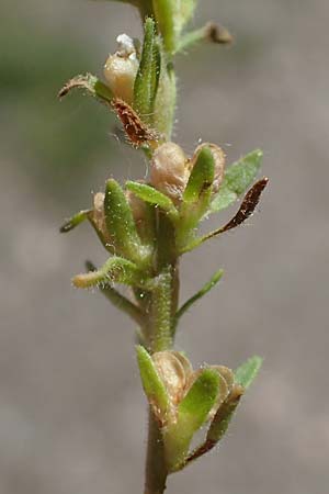 Veronica arvensis \ Feld-Ehrenpreis / Wall Speedwell, D Sasbach am Kaiserstuhl 1.6.2021