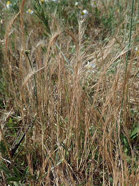 Festuca ambigua \ Atlantischer Federschwingel / Purple Fescue, D Hockenheim 17.6.2021