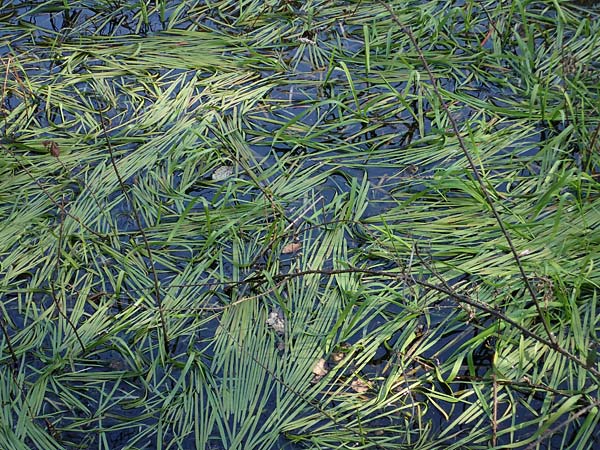 Vallisneria spiralis \ Wasserschraube / Tape Grass, D Weisenheim am Berg, Ungeheuersee 20.3.2022