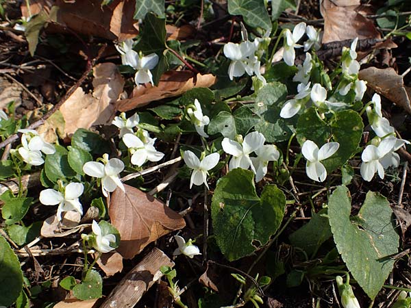 Viola alba subsp. alba \ Weies Veilchen, D Weinheim an der Bergstraße 21.3.2022