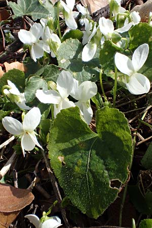 Viola alba subsp. alba \ Weies Veilchen, D Weinheim an der Bergstraße 21.3.2022