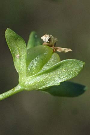 Veronica anagallis-aquatica \ Blauer Gauchheil-Ehrenpreis, Blauer Wasser-Ehrenpreis, D Altrip 16.10.2023