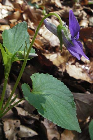 Viola x bavarica \ Veilchen-Hybride / Hybrid Violet, D Staufen 28.4.2007