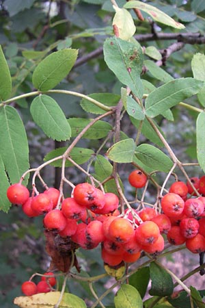 Sorbus aucuparia \ Vogelbeere, Eberesche, D Hassloch 30.7.2008