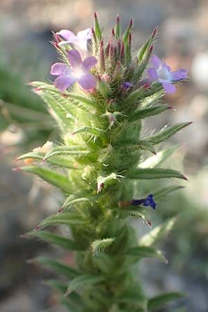 Verbena bracteata \ Tragblatt-Eisenkraut / Bracted Vervain, D Mannheim 9.9.2015