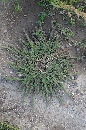 Verbena bracteata \ Tragblatt-Eisenkraut / Bracted Vervain, D Mannheim 29.9.2015