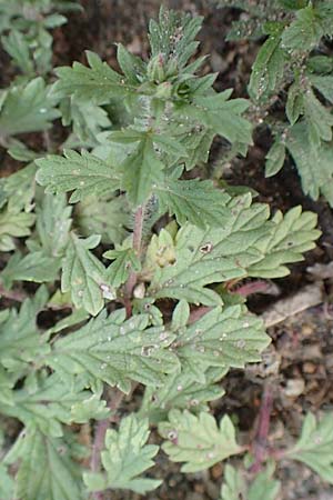 Verbena bracteata \ Tragblatt-Eisenkraut / Bracted Vervain, D Mannheim 29.9.2015