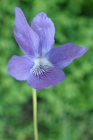 Viola x bavarica / Hybrid Violet, D Sinsheim 6.5.2016