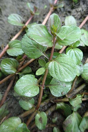 Veronica beccabunga \ Bachbunge, D Langenselbold 10.9.2016