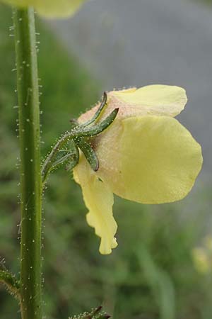 Verbascum blattaria \ Schabenkraut-Knigskerze, Schaben-Knigskerze / Moth Mullein, D Groß-Gerau 15.7.2017