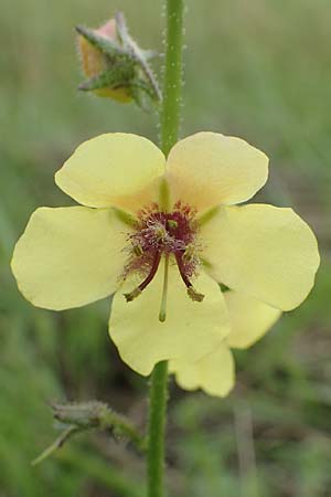 Verbascum blattaria \ Schabenkraut-Knigskerze, Schaben-Knigskerze / Moth Mullein, D Groß-Gerau 15.7.2017