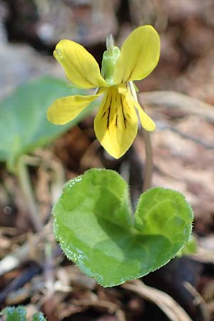 Viola biflora / Alpine Yellow Violet, D Garmisch-Partenkirchen 2.5.2019