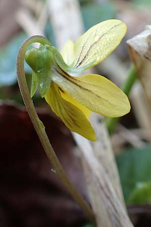 Viola biflora / Alpine Yellow Violet, D Garmisch-Partenkirchen 2.5.2019