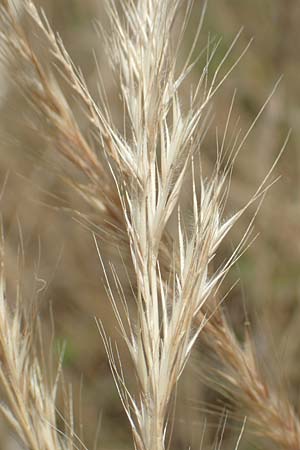 Festuca bromoides \ Trespen-FederschwingelSchwingel / Brome Fescue, D Kehl 18.6.2019