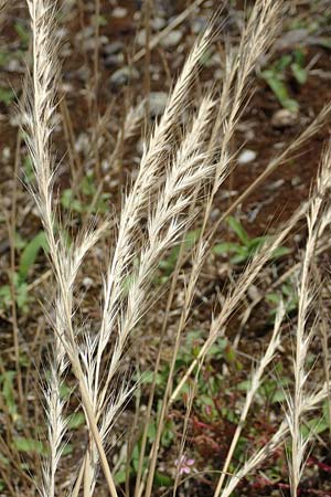 Festuca bromoides \ Trespen-FederschwingelSchwingel / Brome Fescue, D Kehl 18.6.2019