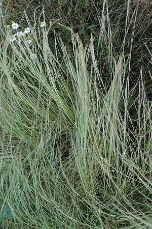 Festuca bromoides \ Trespen-FederschwingelSchwingel / Brome Fescue, D Kehl 18.6.2019