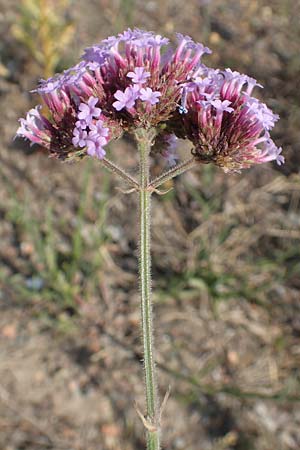 Verbena bonariensis \ Argentinisches Eisenkraut, Patagonisches Eisenkraut, D Essen 27.7.2019