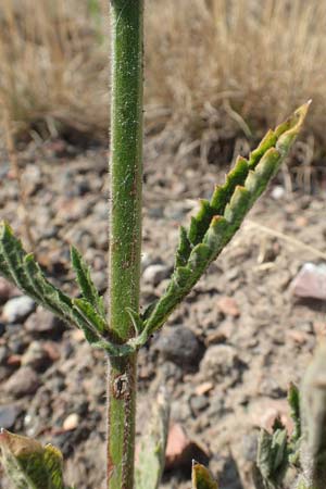 Verbena bonariensis \ Argentinisches Eisenkraut, Patagonisches Eisenkraut, D Essen 27.7.2019