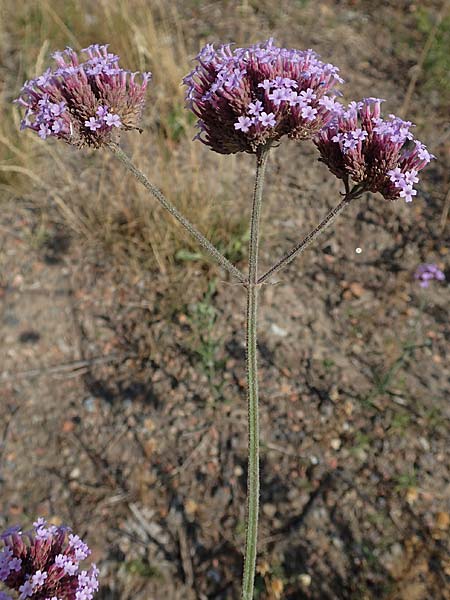 Verbena bonariensis \ Argentinisches Eisenkraut, Patagonisches Eisenkraut, D Essen 27.7.2019