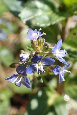 Veronica beccabunga \ Bachbunge, D Neuleiningen 14.5.2020