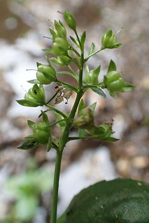 Veronica beccabunga \ Bachbunge, D Neuleiningen 25.5.2020