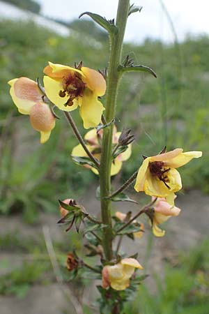 Verbascum blattaria \ Schabenkraut-Knigskerze, Schaben-Knigskerze, D Mannheim,  Friesenheimer Insel 13.5.2021