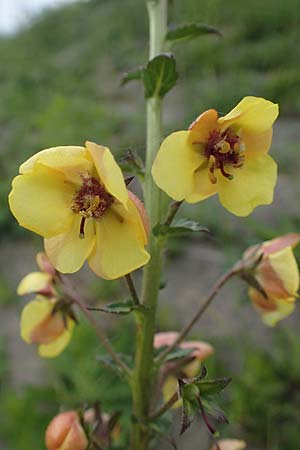 Verbascum blattaria \ Schabenkraut-Knigskerze, Schaben-Knigskerze / Moth Mullein, D Mannheim,  Friesenheimer Insel 13.5.2021