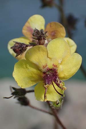 Verbascum blattaria \ Schabenkraut-Knigskerze, Schaben-Knigskerze, D Mannheim,  Friesenheimer Insel 24.8.2022