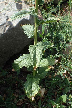 Verbascum blattaria \ Schabenkraut-Knigskerze, Schaben-Knigskerze, D Mannheim,  Friesenheimer Insel 24.8.2022